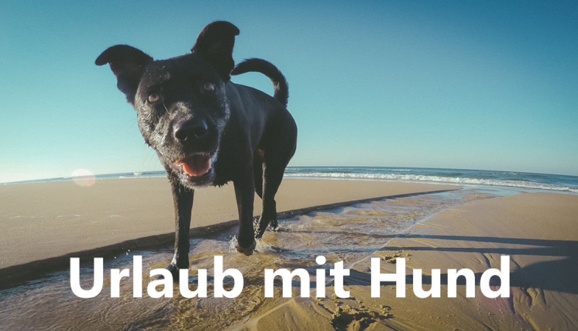 Urlaub mit Hund